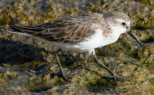 Semipalmated Sandpiper