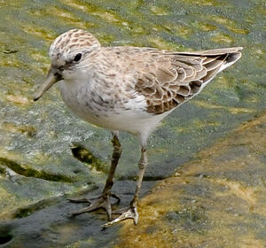 Semipalmated Sandpiper