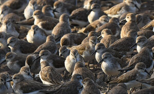 Semipalmated Sandpiper