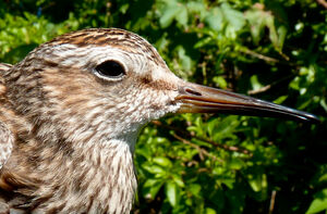 Pectoral Sandpiper 
&copy; Lo�c Epelboin