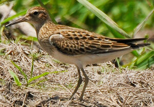 Pectoral Sandpiper 
&copy; Lo�c Epelboin