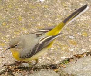 Grey Wagtail
