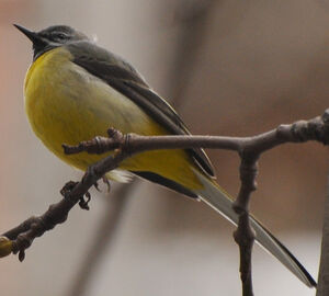 Grey Wagtail 
&copy; Lo�c Epelboin