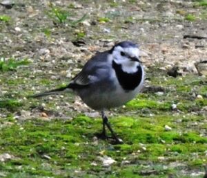 White Wagtail