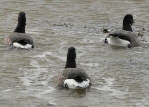 Brant Goose