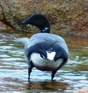 Brant Goose 
&copy; Lo�c Epelboin