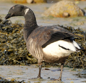 Brant Goose 
&copy; Lo�c Epelboin