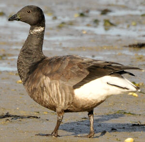 Brant Goose 
&copy; Lo�c Epelboin