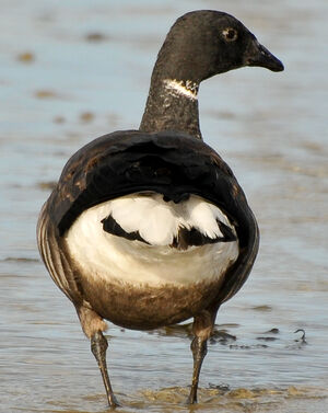 Brant Goose 
&copy; Lo�c Epelboin