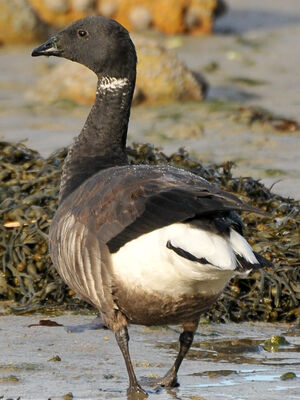 Brant Goose 
&copy; Lo�c Epelboin
