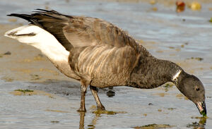 Brant Goose 
&copy; Lo�c Epelboin