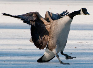 Canada Goose 
&copy; Lo�c Epelboin
