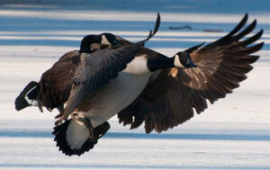 Canada Goose 
&copy; Lo�c Epelboin
