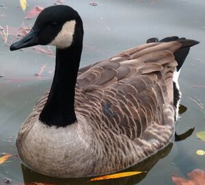 Canada Goose 
&copy; Lo�c Epelboin