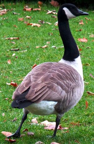 Canada Goose 
&copy; Lo�c Epelboin
