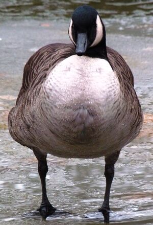 Canada Goose 
&copy; Lo�c Epelboin