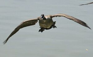 Canada Goose 
&copy; Lo�c Epelboin