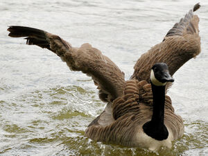 Canada Goose 
&copy; Lo�c Epelboin