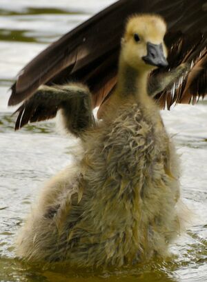 Canada Goose 
&copy; Lo�c Epelboin