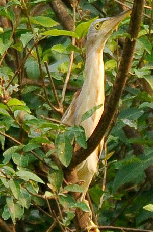 Yellow Bittern