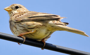 Corn Bunting 
&copy; Lo�c Epelboin