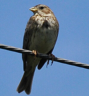 Corn Bunting 
&copy; Lo�c Epelboin