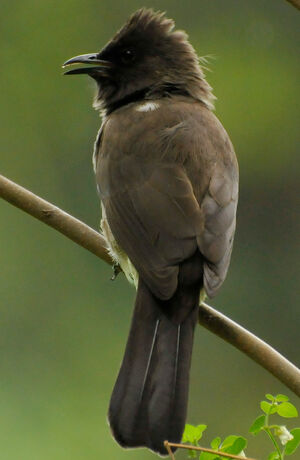Common Bulbul