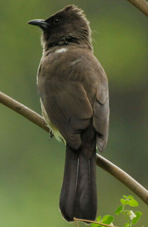 Common Bulbul