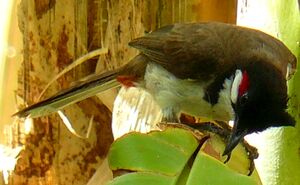Bulbul orph�e