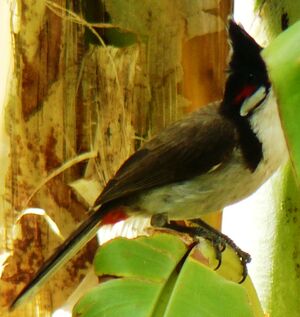 Bulbul orph�e