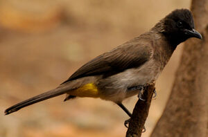 Dark-capped Bulbul