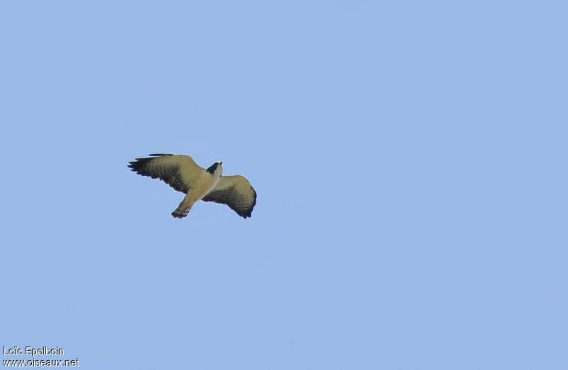 Short-tailed Hawkadult, pigmentation, Flight