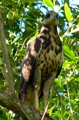 Great Black Hawk