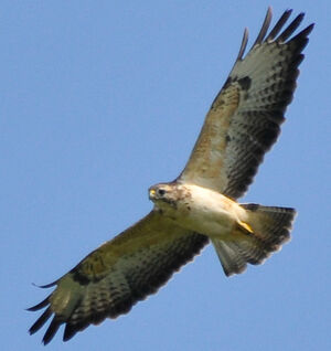 Common Buzzard 
&copy; Lo�c Epelboin