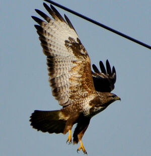 Common Buzzard 
&copy; Lo�c Epelboin
