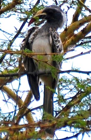 African Grey Hornbill