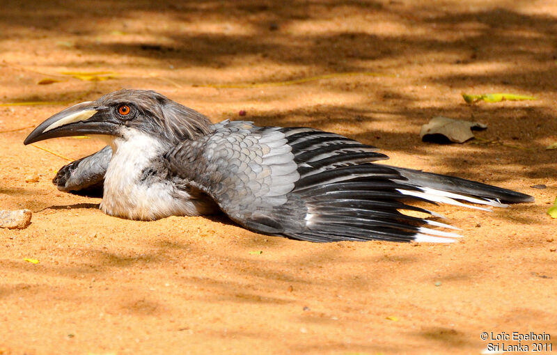 Sri Lanka Grey Hornbill female