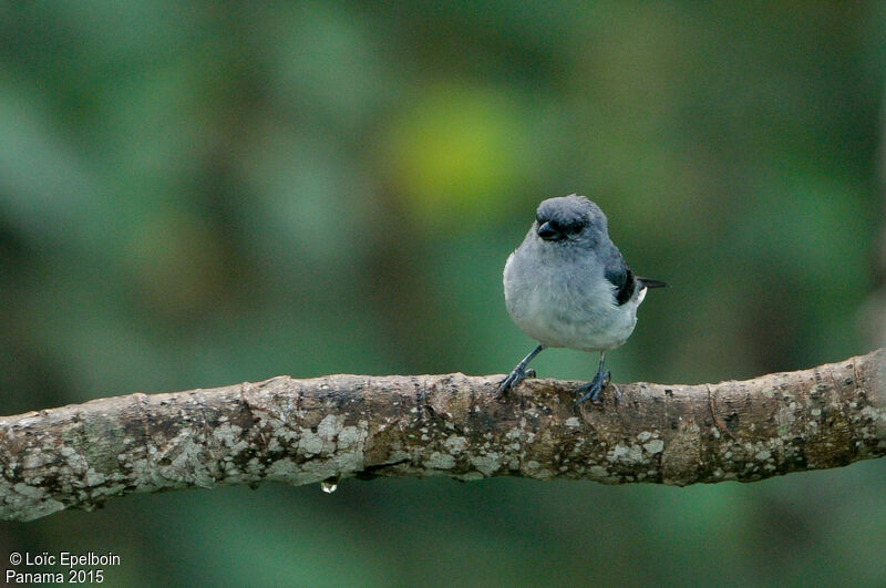 Plain-colored Tanager