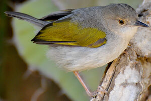 Grey-backed Camaroptera