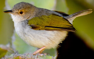 Grey-backed Camaroptera