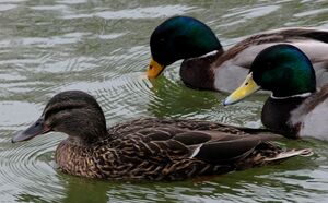 Canard colvert