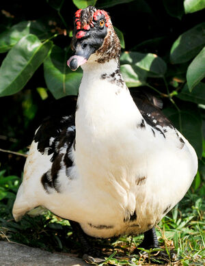 Muscovy Duck