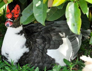 Muscovy Duck