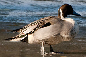 Northern Pintail