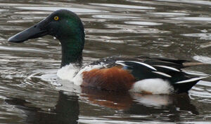 Northern Shoveler 
&copy; Lo�c Epelboin