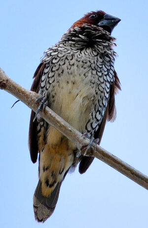Scaly-breasted Munia