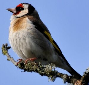 European Goldfinch 
&copy; Lo�c Epelboin