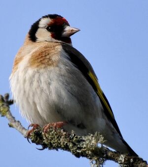European Goldfinch 
&copy; Lo�c Epelboin