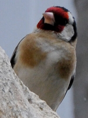 European Goldfinch 
&copy; Lo�c Epelboin