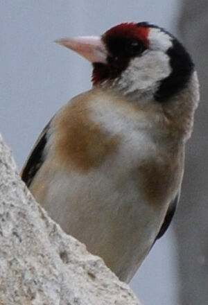 European Goldfinch 
&copy; Lo�c Epelboin
